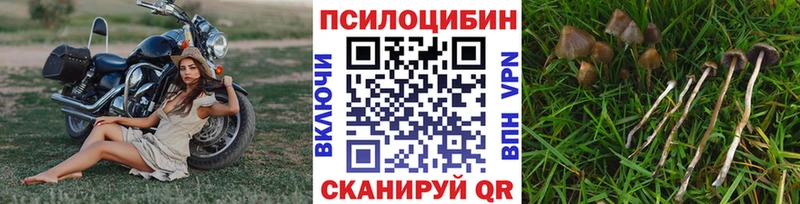 где продают   Коммунар  Псилоцибиновые грибы Psilocybe 